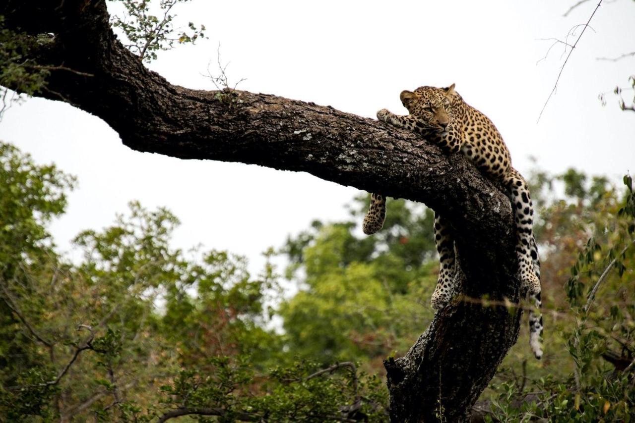 Kapama Karula Vila Kapama Game Reserve Exterior foto